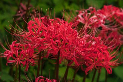 彼岸花花語日本|彼岸花（ヒガンバナ）ってどんな花？別名や赤・黄色。